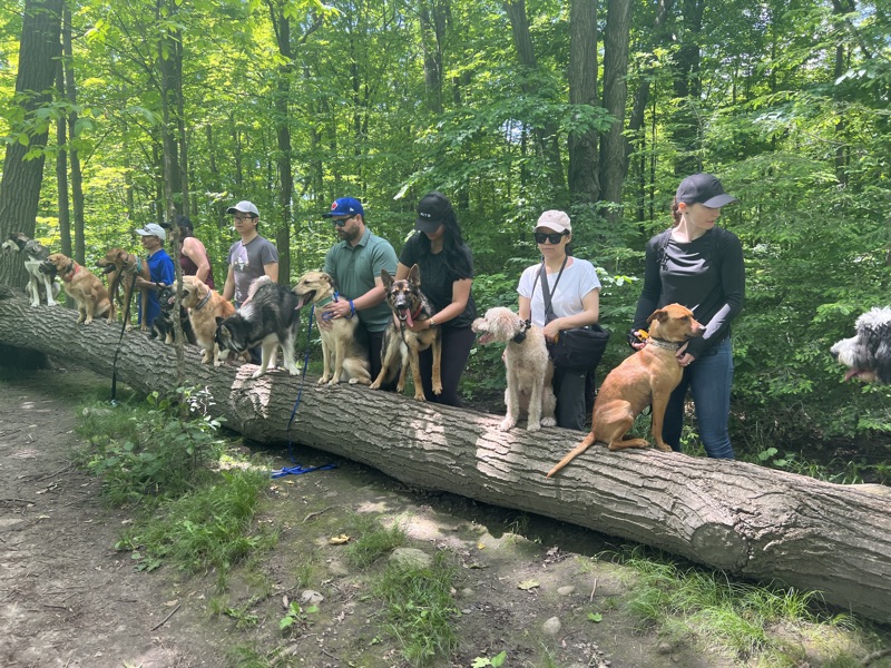 Level 2 graduation hike — all dogs off-leash on the trail