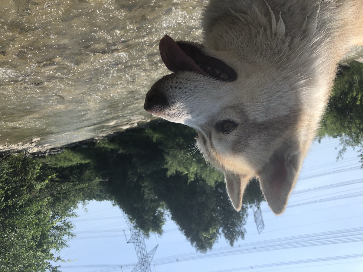 Husky trained at K9 Academy