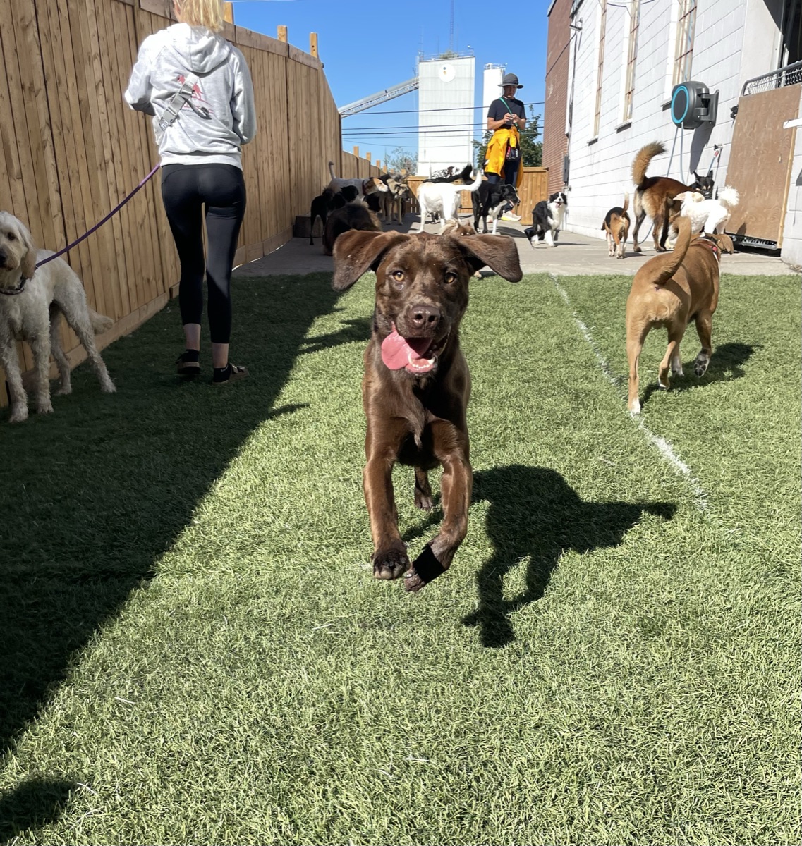 Confident dog after private training at K9 Academy